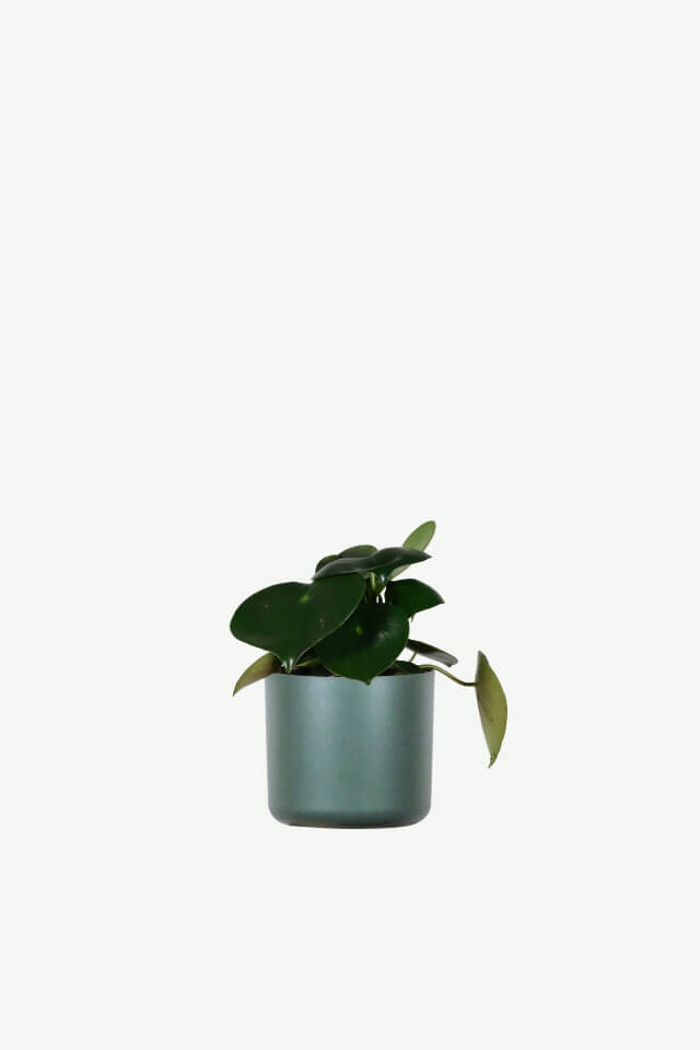 호야